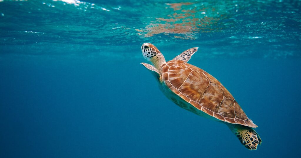 Sea turtle conservation center TCEC Serangan Island Bali