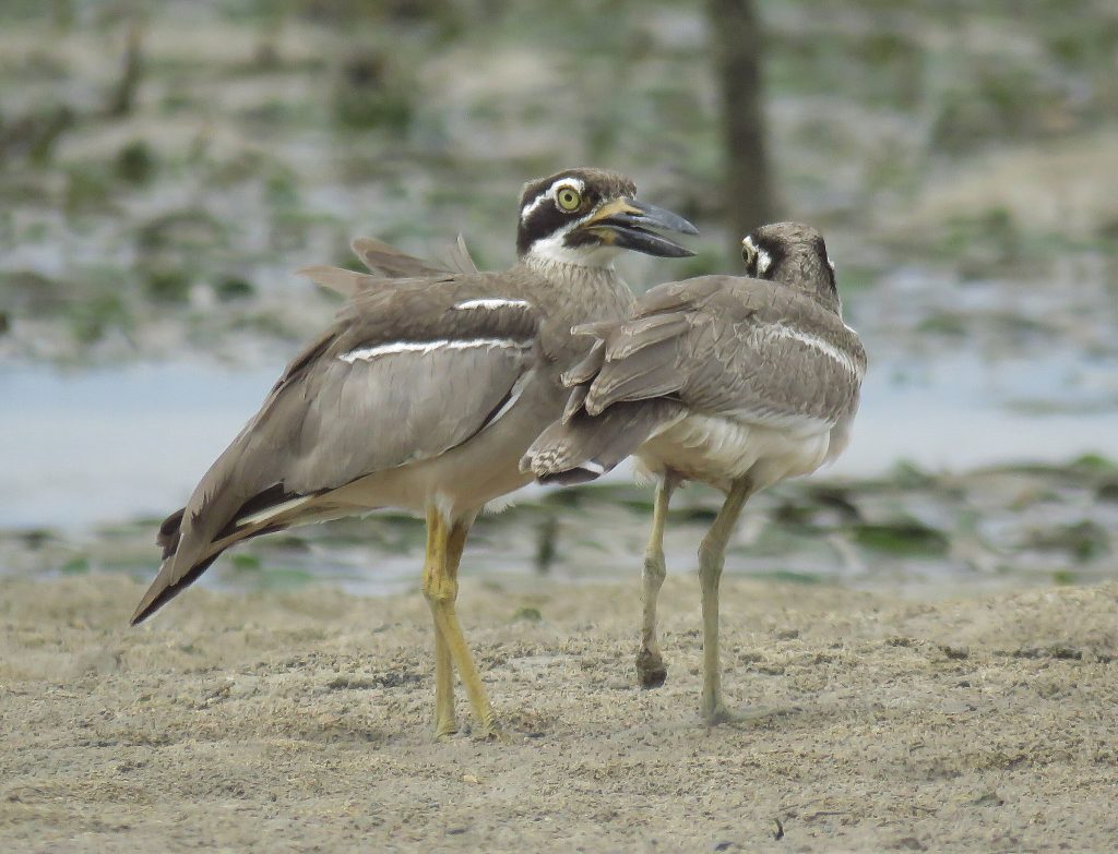 Mangrove Ecosystem
