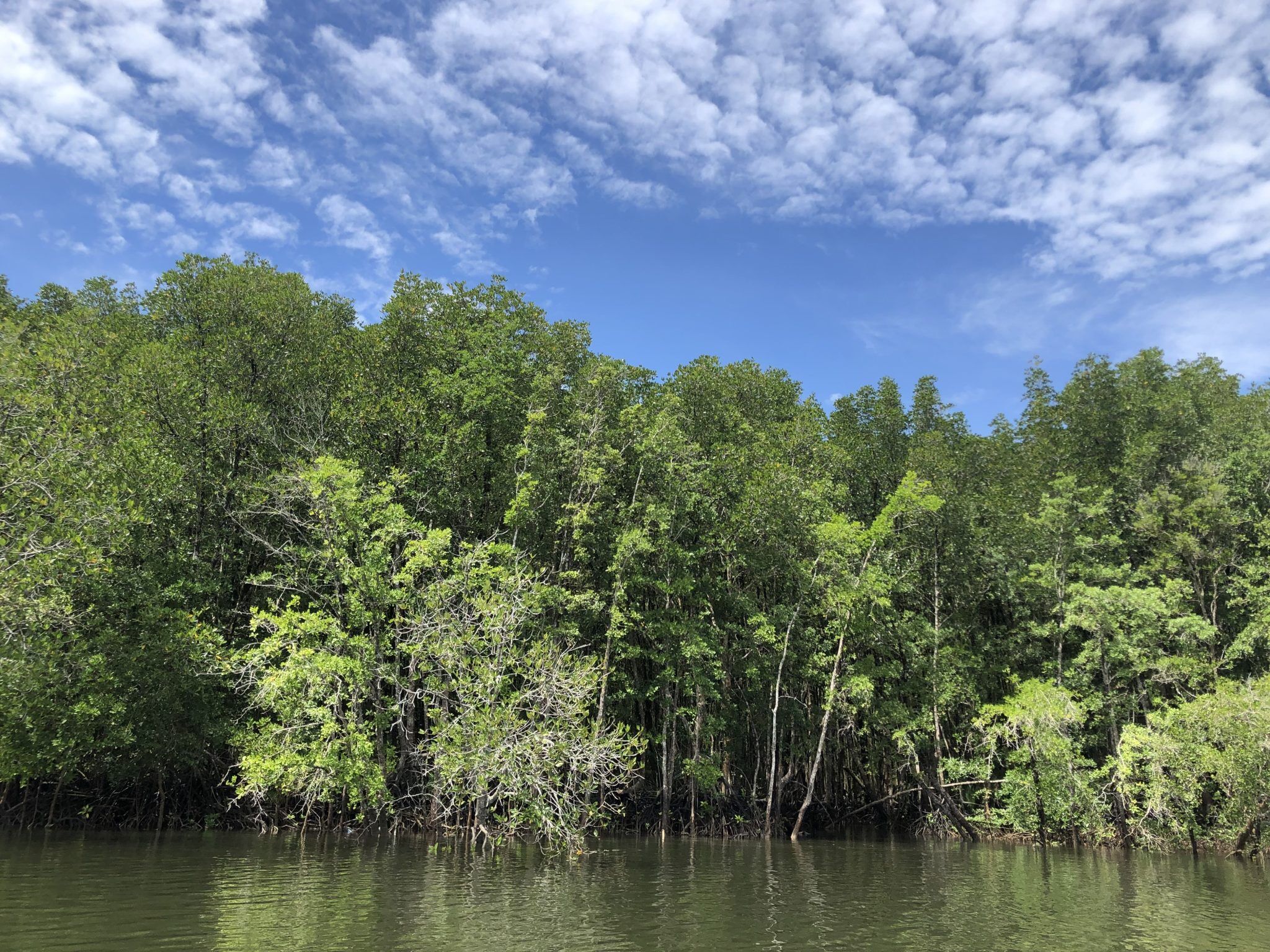 Dense green mangrove forest lining calm water