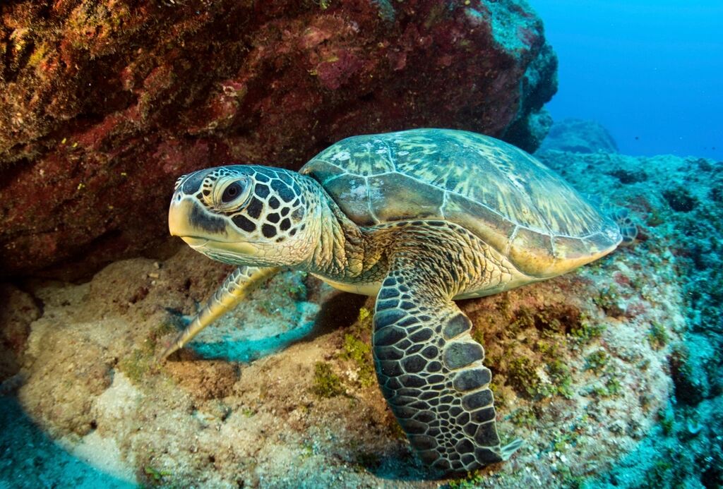 Turtle Conservation (TCEC)