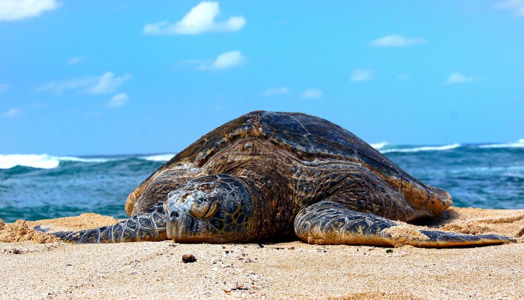 Turtle Conservation