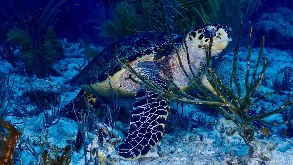 Hawksbill sea turtle feeding among soft corals on a reef