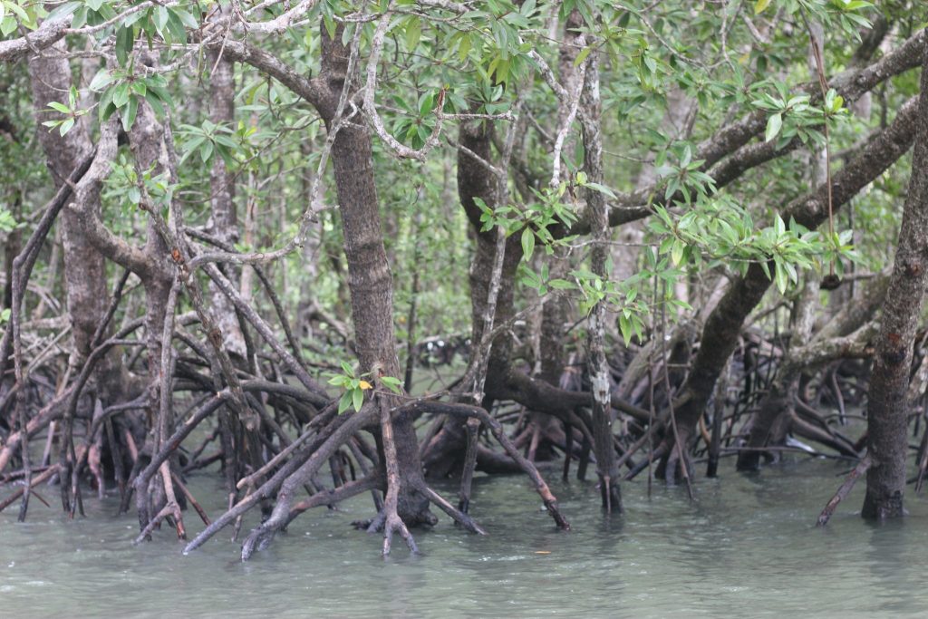 Mangrove Eco Tour